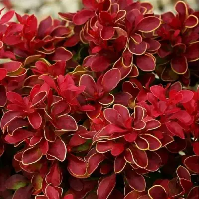 Барбарис РЕД ХОТ ЧИЛИ тунберга в Полоцке