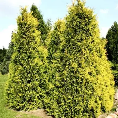 Туя САЛЛАНД западная в Полоцке