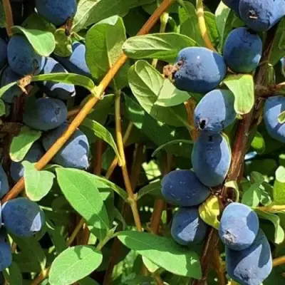 Жимолость съедобная КЛУБНИЧНАЯ СЕНСАЦИЯ в Полоцке