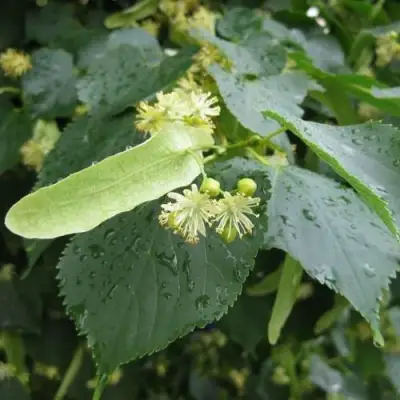 Липа мелколистная в Полоцке