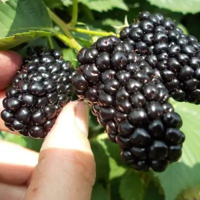 Ежевика НАТЧЕЗ бесшипная  в Полоцке