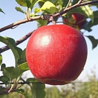 Яблоня ЛИГОЛ в Полоцке