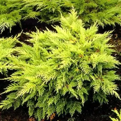 Можжевельник МОРДИГАН ГОЛД средний в Полоцке
