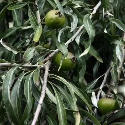 Груша ИВОЛИСТНАЯ в Полоцке