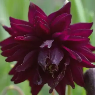 Аквилегия БАРЛОУ БОРДО обыкновенная в Полоцке