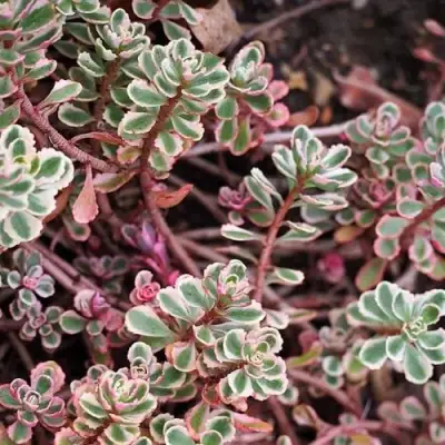 Очиток (седум) ТРИКОЛОР ложный в Полоцке