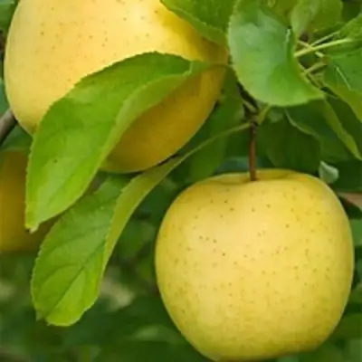 Яблоня АНАНАС в Полоцке