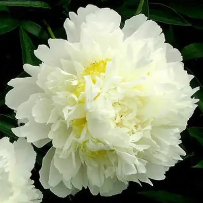 Пион ЗОЛОТОЙ ОРЕОЛ травянистый в Полоцке