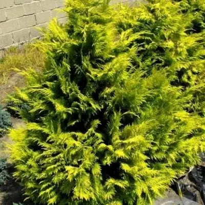 Кипарисовик ГОЛДЕН ВОНДЕР лавсона в Полоцке