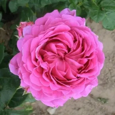 Роза АНУШКА чайно-гибридная в Полоцке