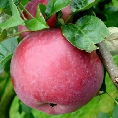 Яблоня ЕСЕНИЯ колонновидная в Полоцке