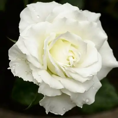 Роза МОНДИАЛЬ чайно-гибридная в Полоцке