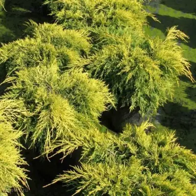 Можжевельник КИНГ ОФ СПРИНГ средний в Полоцке