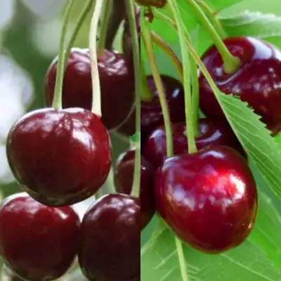 Комплект ВИШНЕВЫЙ ТАНДЕМ в Полоцке