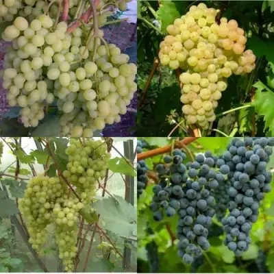 Комплект ВИНОГРАДНАЯ РАДУГА в Полоцке