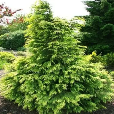 Кипарисовик САНКИСТ лавсона в Полоцке