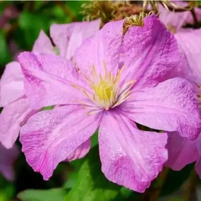 Клематис КОМТЕСС ДЕ БУШО в Полоцке