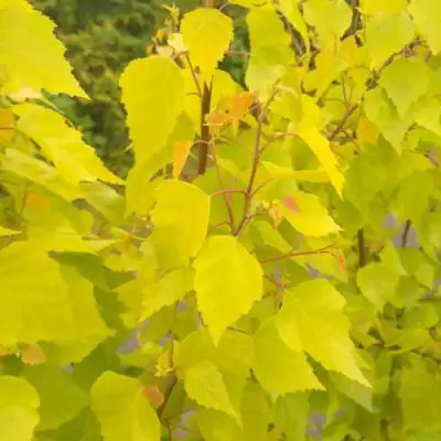 Берёза ГОЛДЕН ОБЕЛИСК повислая  в Полоцке