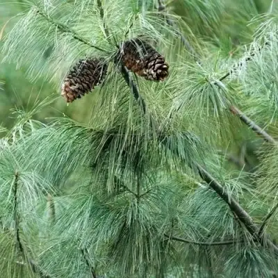 Сосна АРМАНДИ в Полоцке