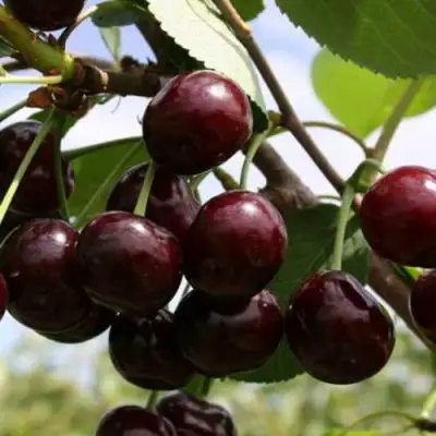 Дюк ИВАНОВНА в Полоцке