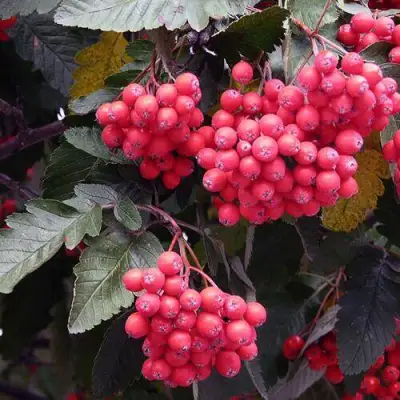 Рябина БОЯРЫШНИКОПЛОДНАЯ сладкоплодная в Полоцке