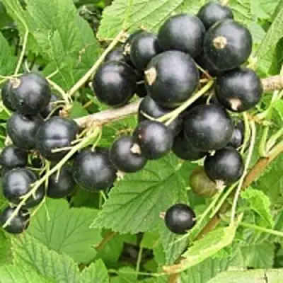 Смородина чёрная ЧЁРНЫЙ АИСТ в Полоцке