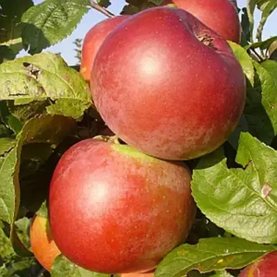 Яблоня АКСАМИТ в Полоцке