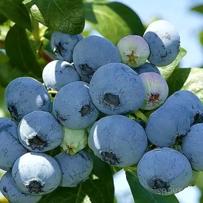 Голубика НУИ в Полоцке