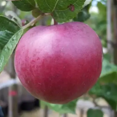 Яблоня НОРИС в Полоцке