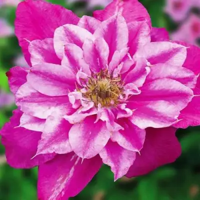 Клематис МАЙ ДАРЛИНГ  в Полоцке