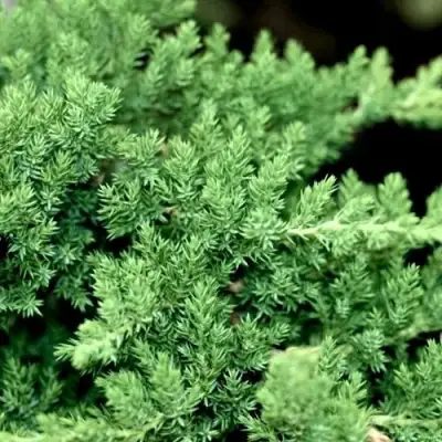 Можжевельник НАНА лежачий в Полоцке