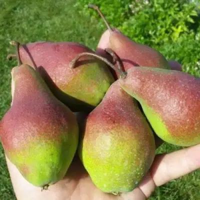 Груша ЯКОВЛЕВСКАЯ в Полоцке