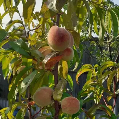 Персик ЕЛГАВСКИЙ в Полоцке