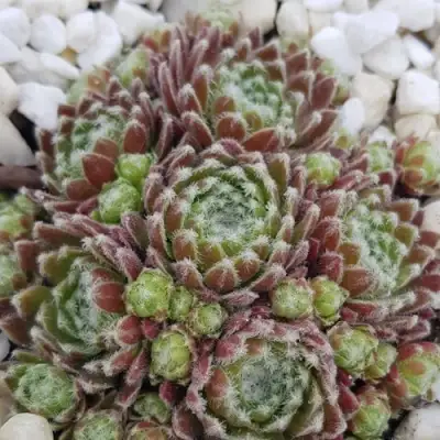 Молодило МОРКЕРС МЕРИТ в Полоцке