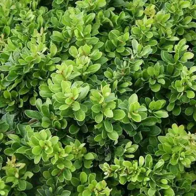 Барбарис КОБОЛЬД тунберга в Полоцке