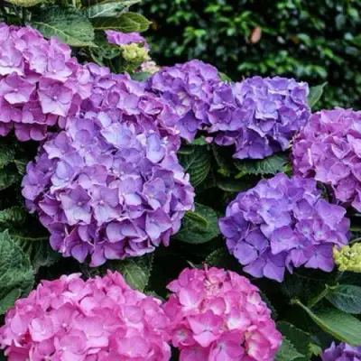 Гортензия ГАМБУРГ крупнолистная в Полоцке