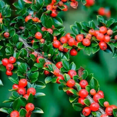 Кизильник горизонтальный в Полоцке