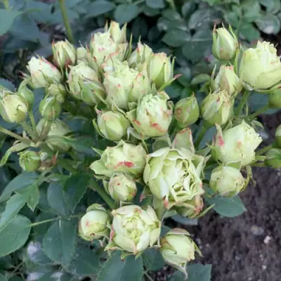 Роза ЛУВИАНА спрей в Полоцке