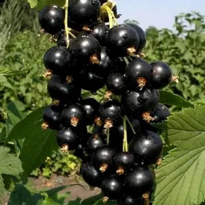 Смородина чёрная ВИНОГРАДНАЯ в Полоцке