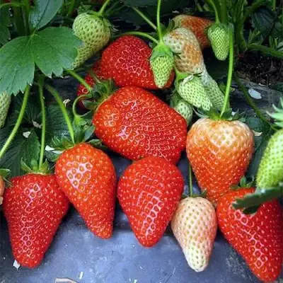 Клубника РОКСАНА в Полоцке