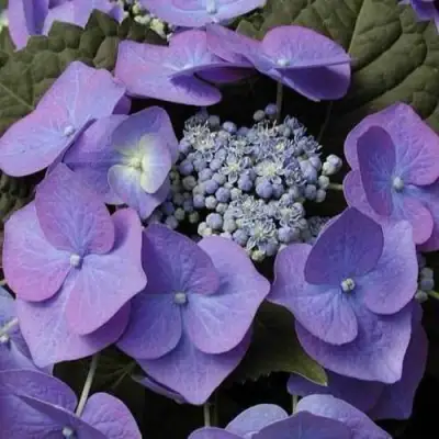 Гортензия БЛАУМАЙС (БЛАУМАЙЗЕ) крупнолистная в Полоцке