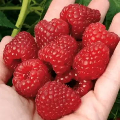 Малина РУБИФОЛ в Полоцке