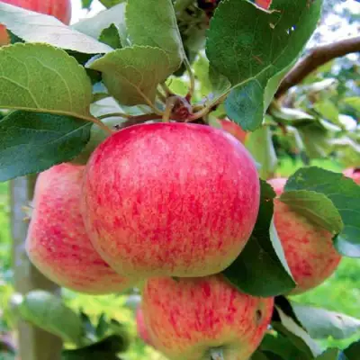 Яблоня ПИРОС в Полоцке