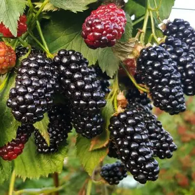 Ежевика НАТЧЕЗ бесшипная  в Полоцке