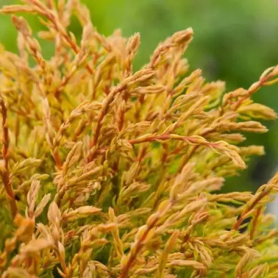 Туя ГОЛДЕН ТАФФЕТ западная в Полоцке