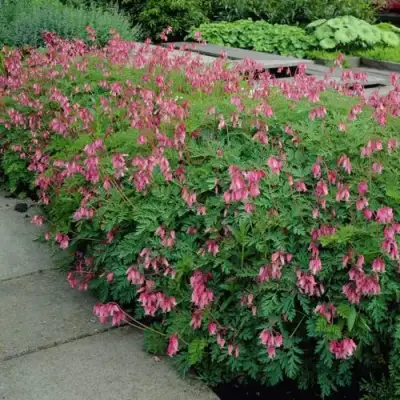 Дицентра изящная в Полоцке