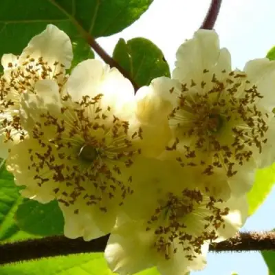 Актинидия АТЛАС (МУЖСКОЙ) киви в Полоцке