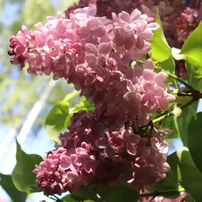 Сирень МЕДОВЫЙ СПАС в Полоцке