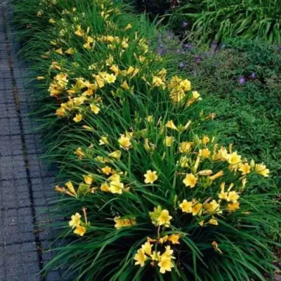 Лилейник СТЕЛЛА ДЕ ОРО гибридный в Полоцке