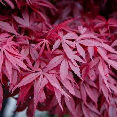 Клен дланевидный АТРОПУРПУРЕУМ в Полоцке